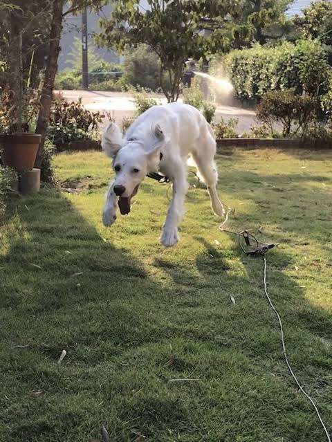 動物の画像だけで1000コメを目指すトピ Part2