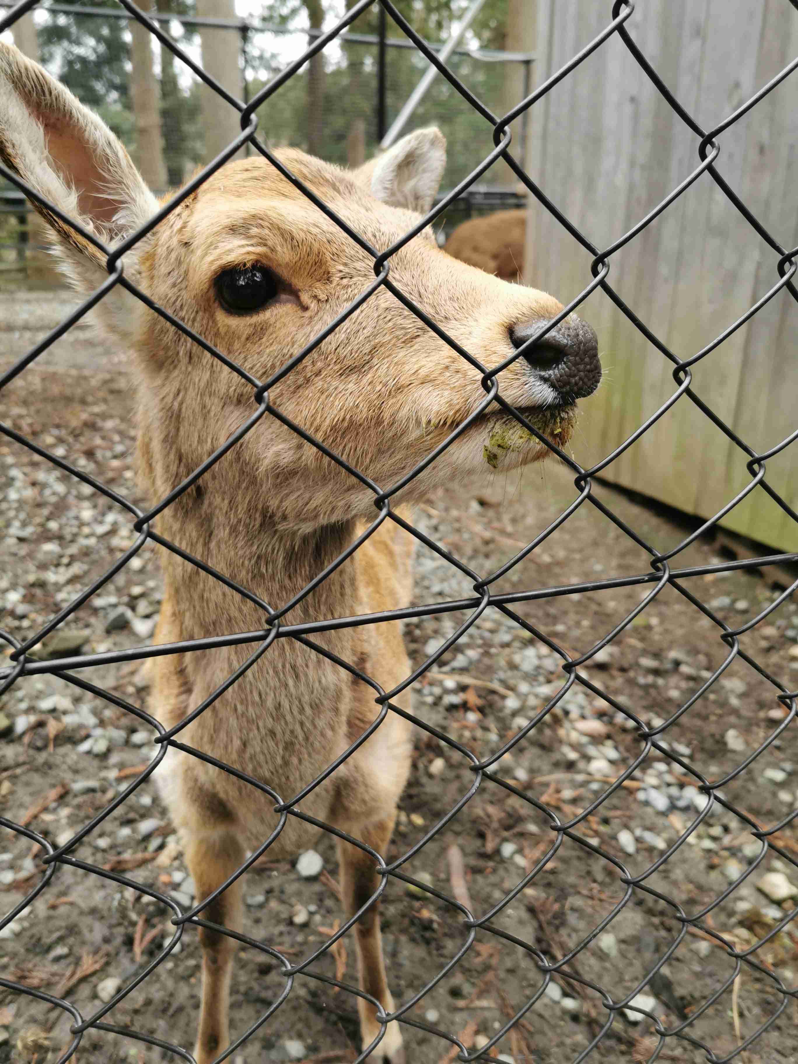 動物の画像だけで1000コメを目指すトピ Part2