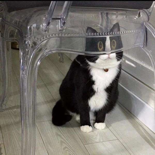 動物の画像だけで1000コメを目指すトピ Part2