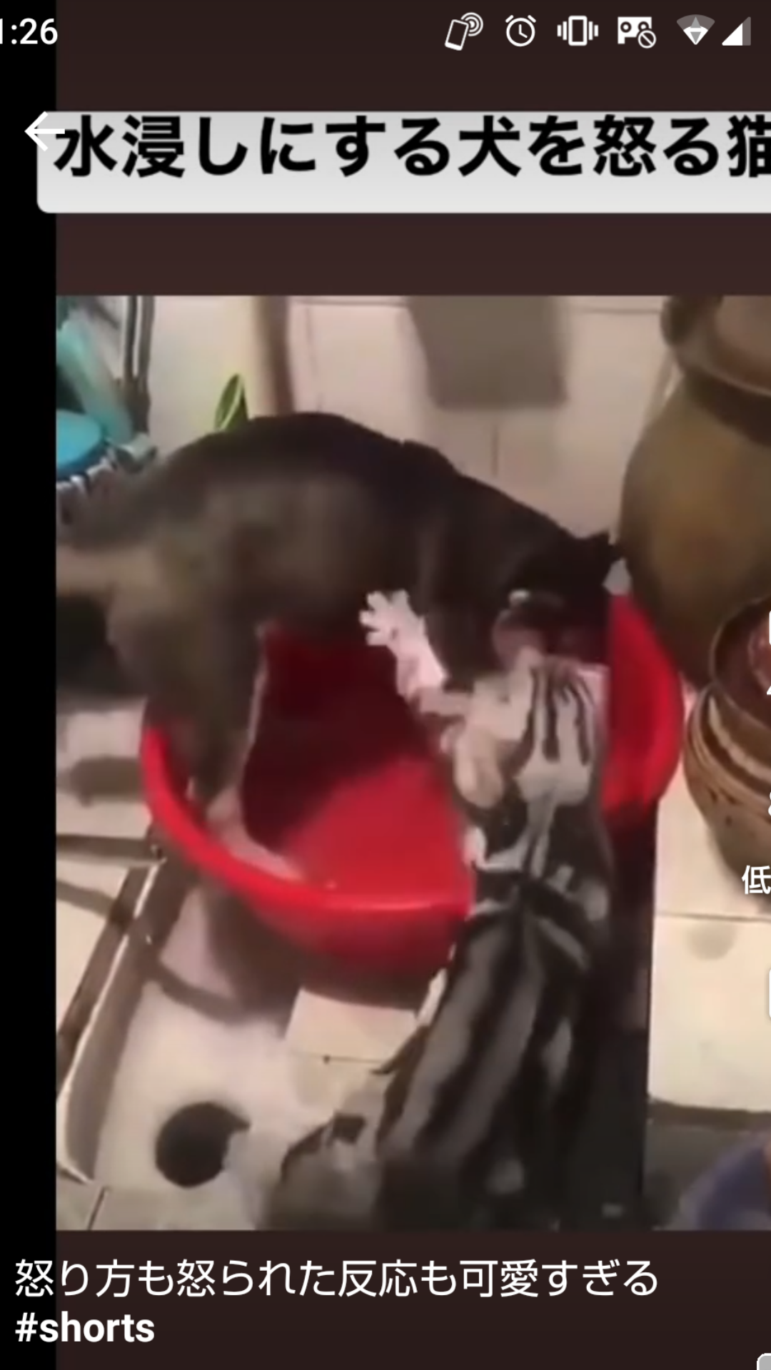 動物の画像だけで1000コメを目指すトピ Part2