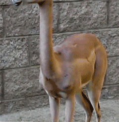 動物の画像だけで1000コメを目指すトピ Part2