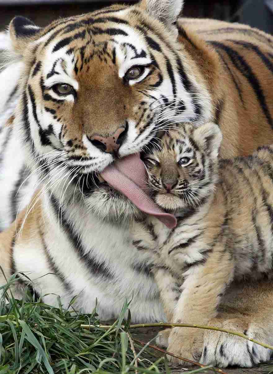 動物の画像だけで1000コメを目指すトピ Part2