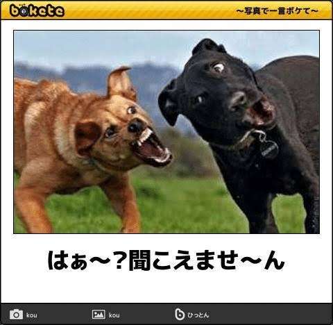 動物の画像だけで1000コメを目指すトピ Part2