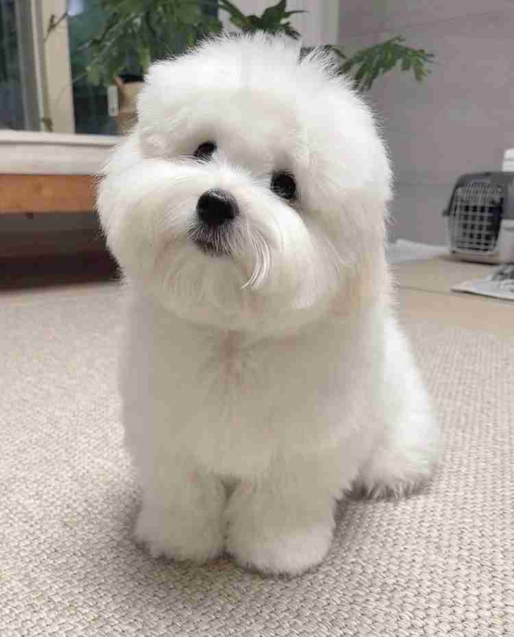 動物の画像だけで1000コメを目指すトピ Part2