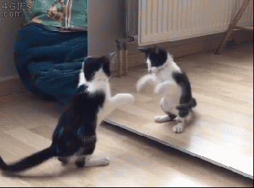 動物の画像だけで1000コメを目指すトピ Part2