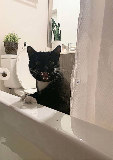 動物の画像だけで1000コメを目指すトピ Part2