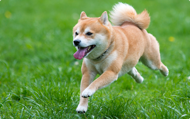 動物の画像だけで1000コメを目指すトピ Part2