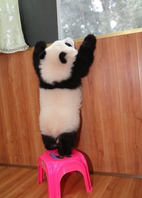 動物の画像だけで1000コメを目指すトピ Part2