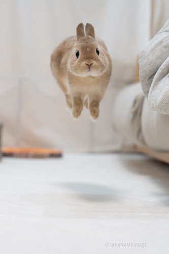 動物の画像だけで1000コメを目指すトピ Part2