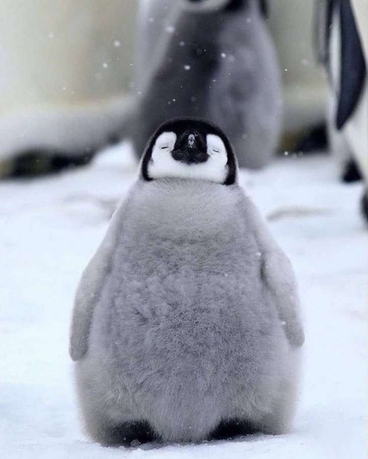 動物の画像だけで1000コメを目指すトピ Part2
