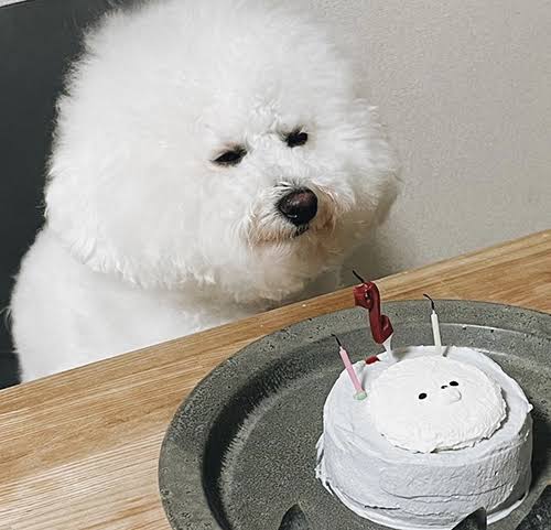 動物の画像だけで1000コメを目指すトピ Part2