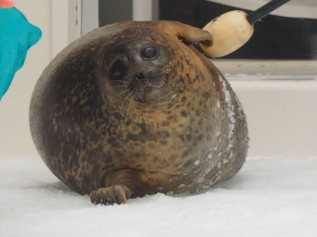 動物の画像だけで1000コメを目指すトピ Part2