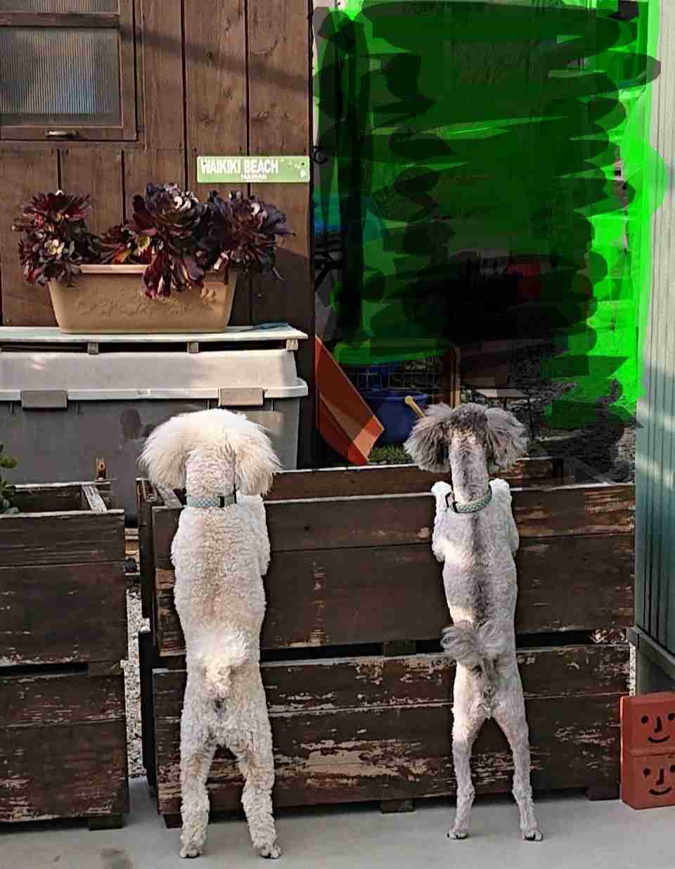 動物の画像だけで1000コメを目指すトピ Part2