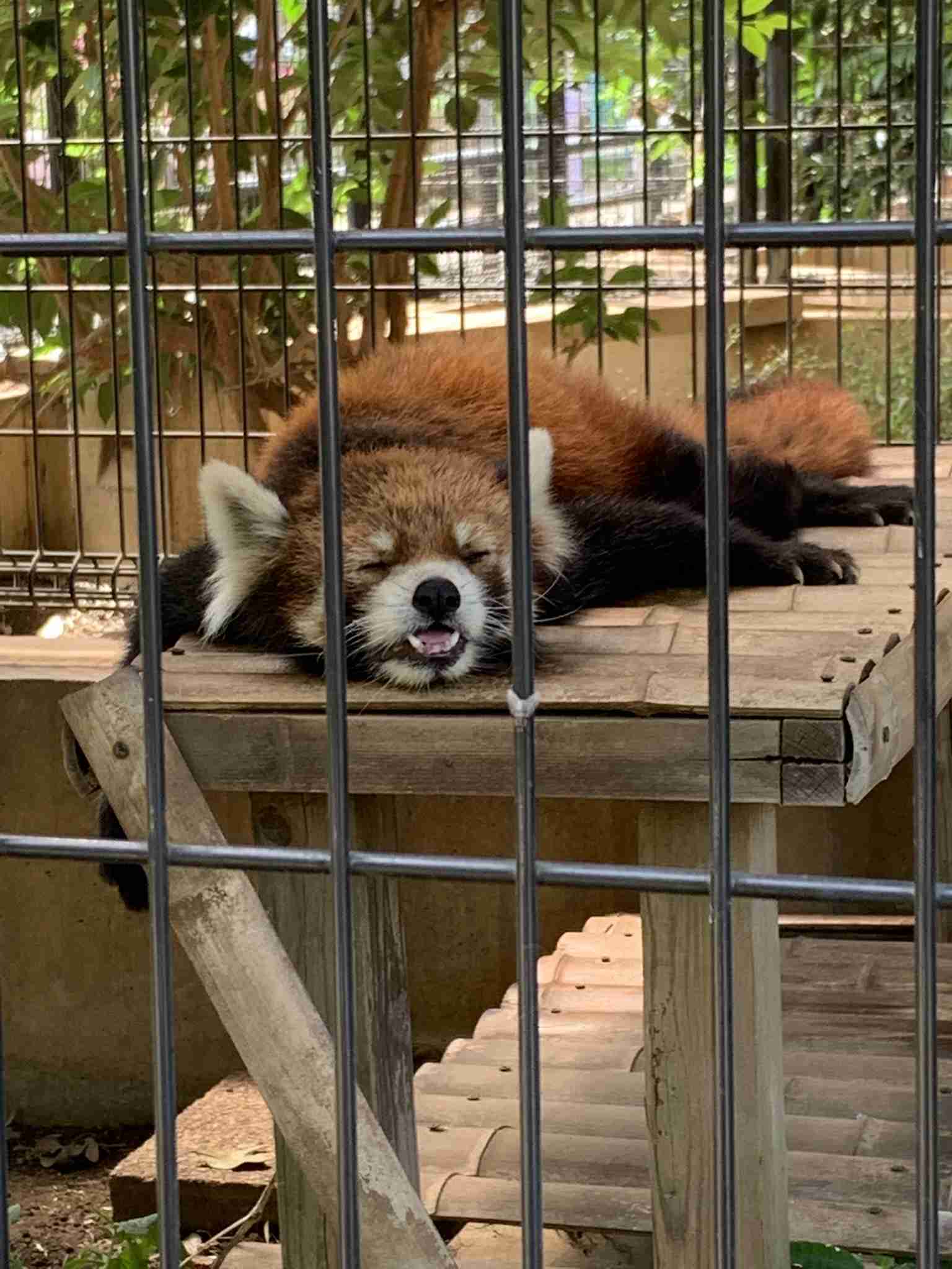 動物の画像だけで1000コメを目指すトピ Part2