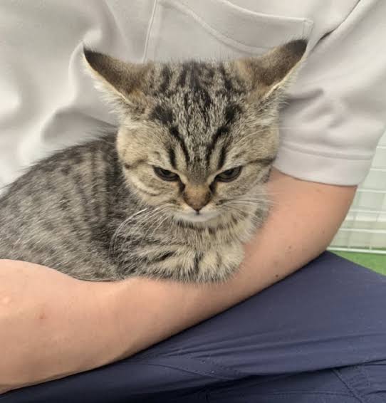 動物の画像だけで1000コメを目指すトピ Part2