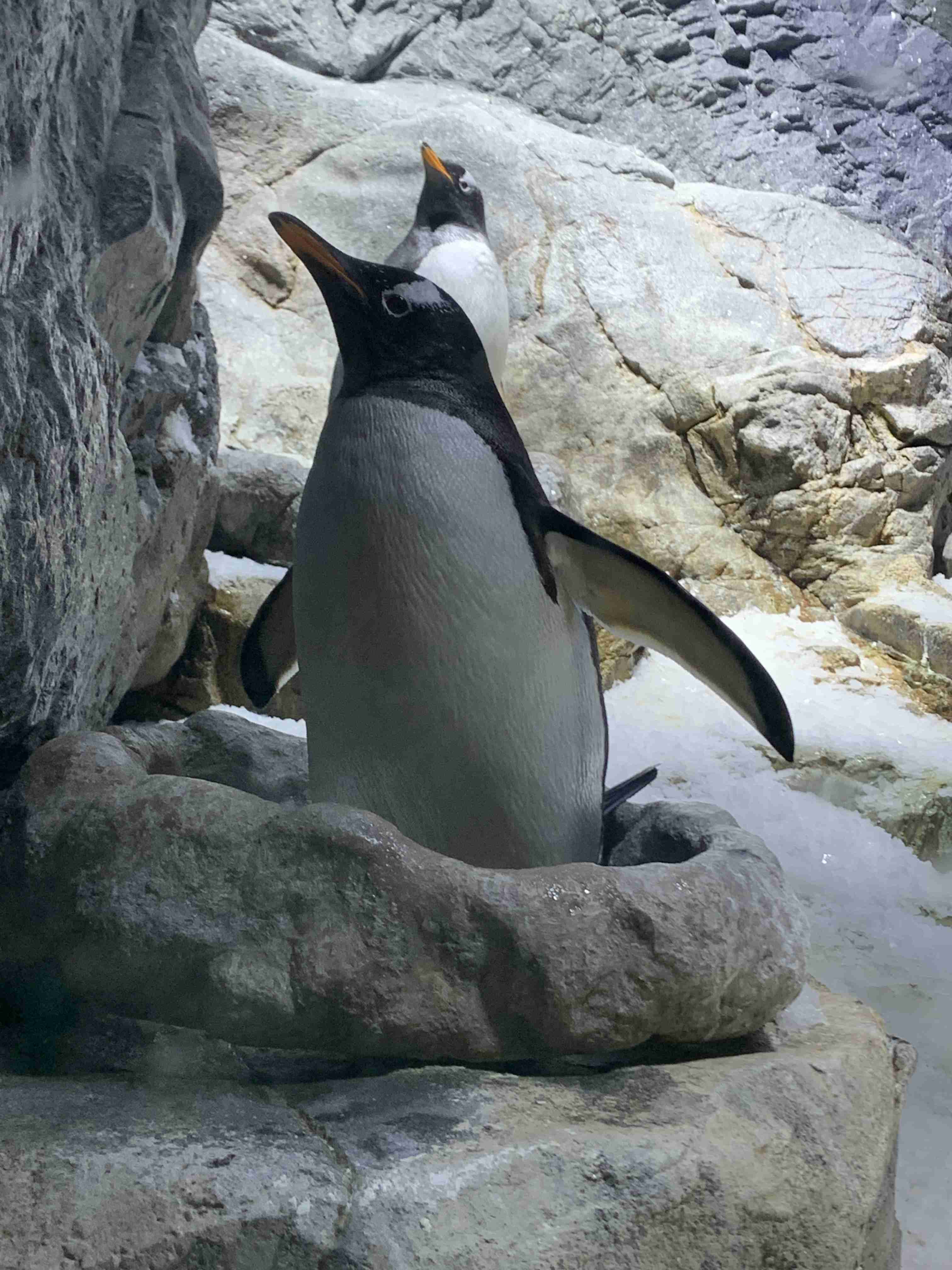 動物の画像だけで1000コメを目指すトピ Part2