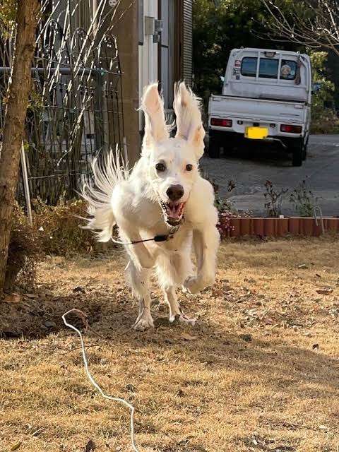 動物の画像だけで1000コメを目指すトピ Part2