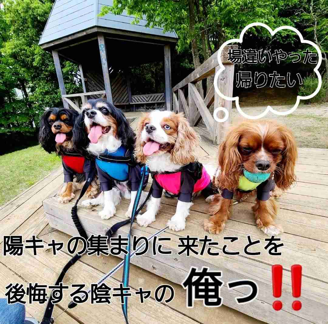 動物の画像だけで1000コメを目指すトピ Part2