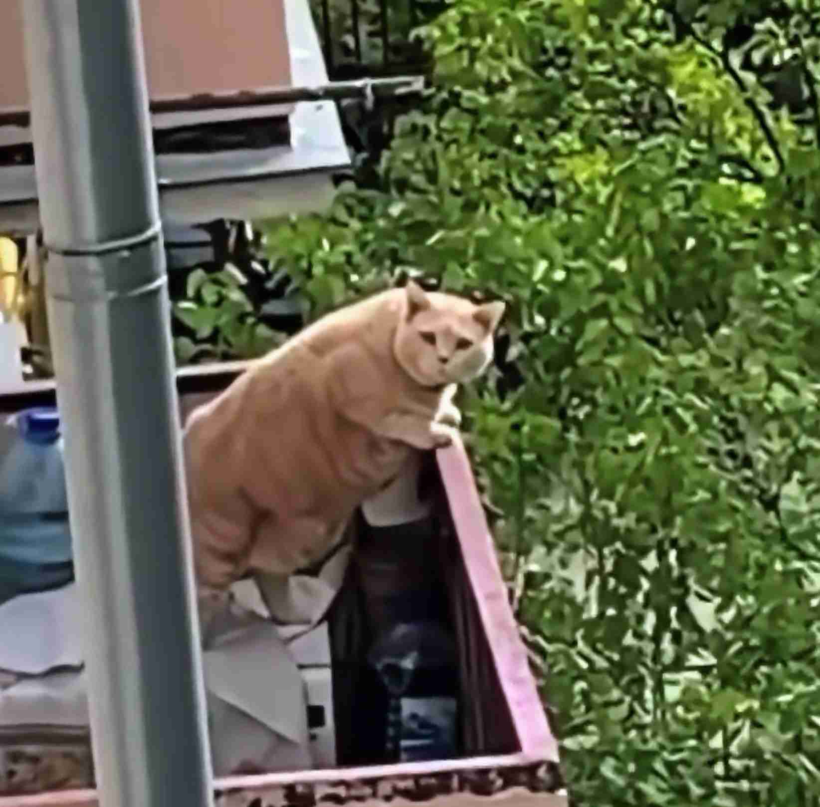動物の画像だけで1000コメを目指すトピ Part2