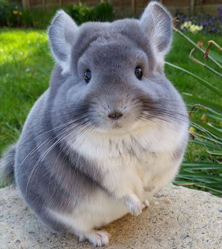 動物の画像だけで1000コメを目指すトピ Part2