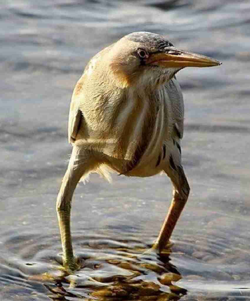 動物の画像だけで1000コメを目指すトピ Part2