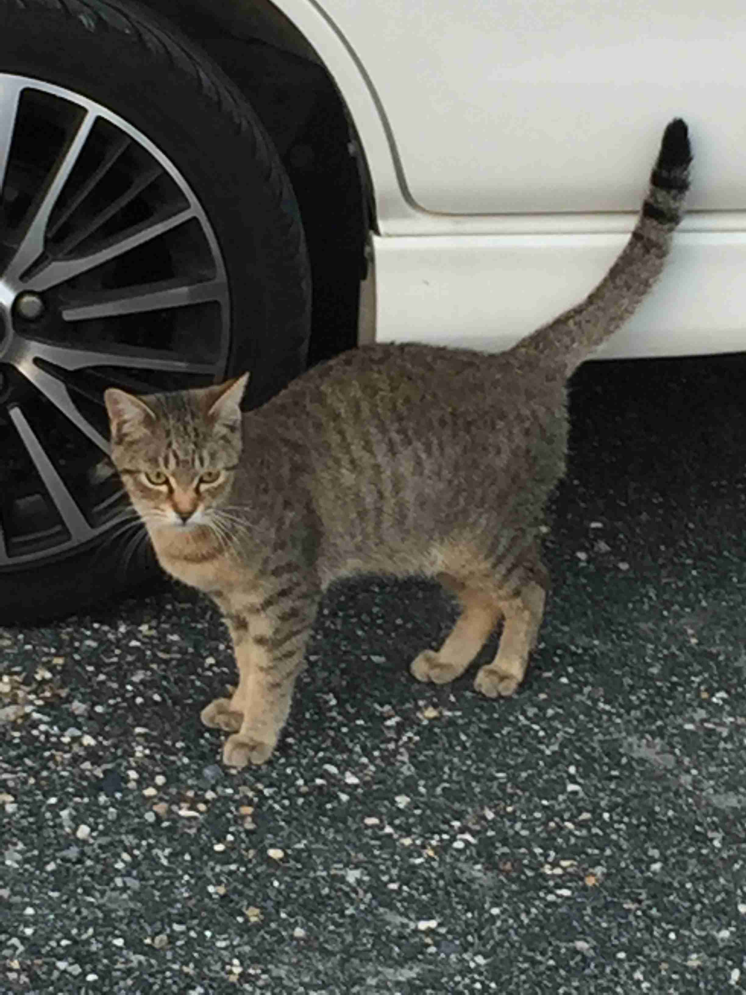 動物の画像だけで1000コメを目指すトピ Part2