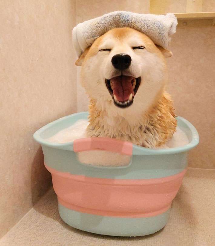 動物の画像だけで1000コメを目指すトピ Part2