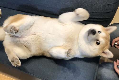 動物の画像だけで1000コメを目指すトピ Part2