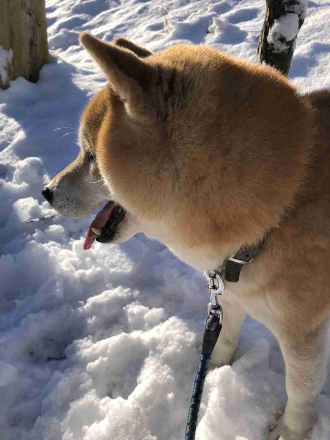 動物の画像だけで1000コメを目指すトピ Part2