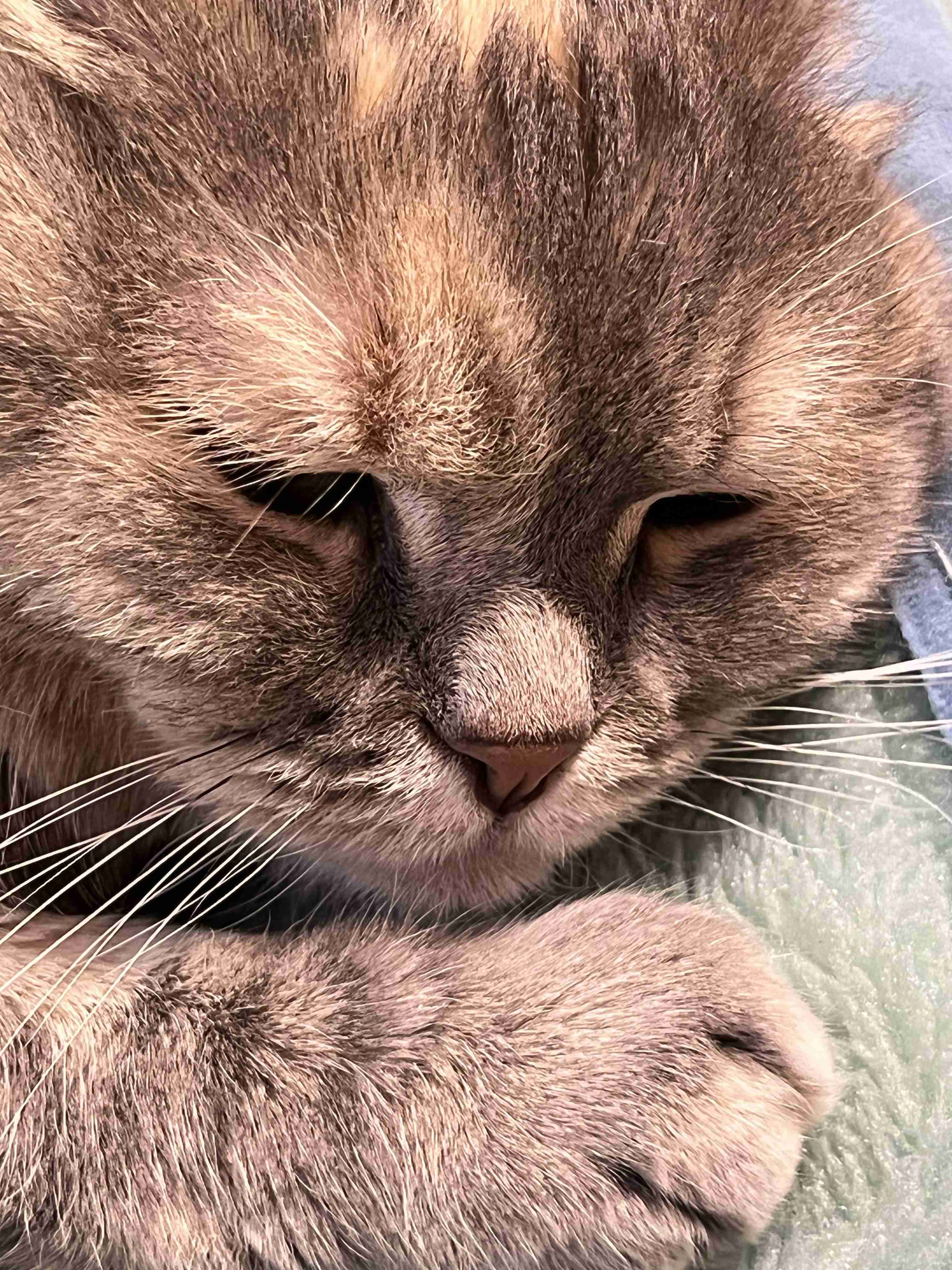 動物の画像だけで1000コメを目指すトピ Part2