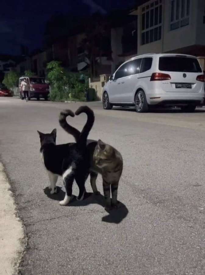 動物の画像だけで1000コメを目指すトピ Part2