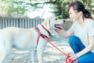 動物の画像だけで1000コメを目指すトピ Part2