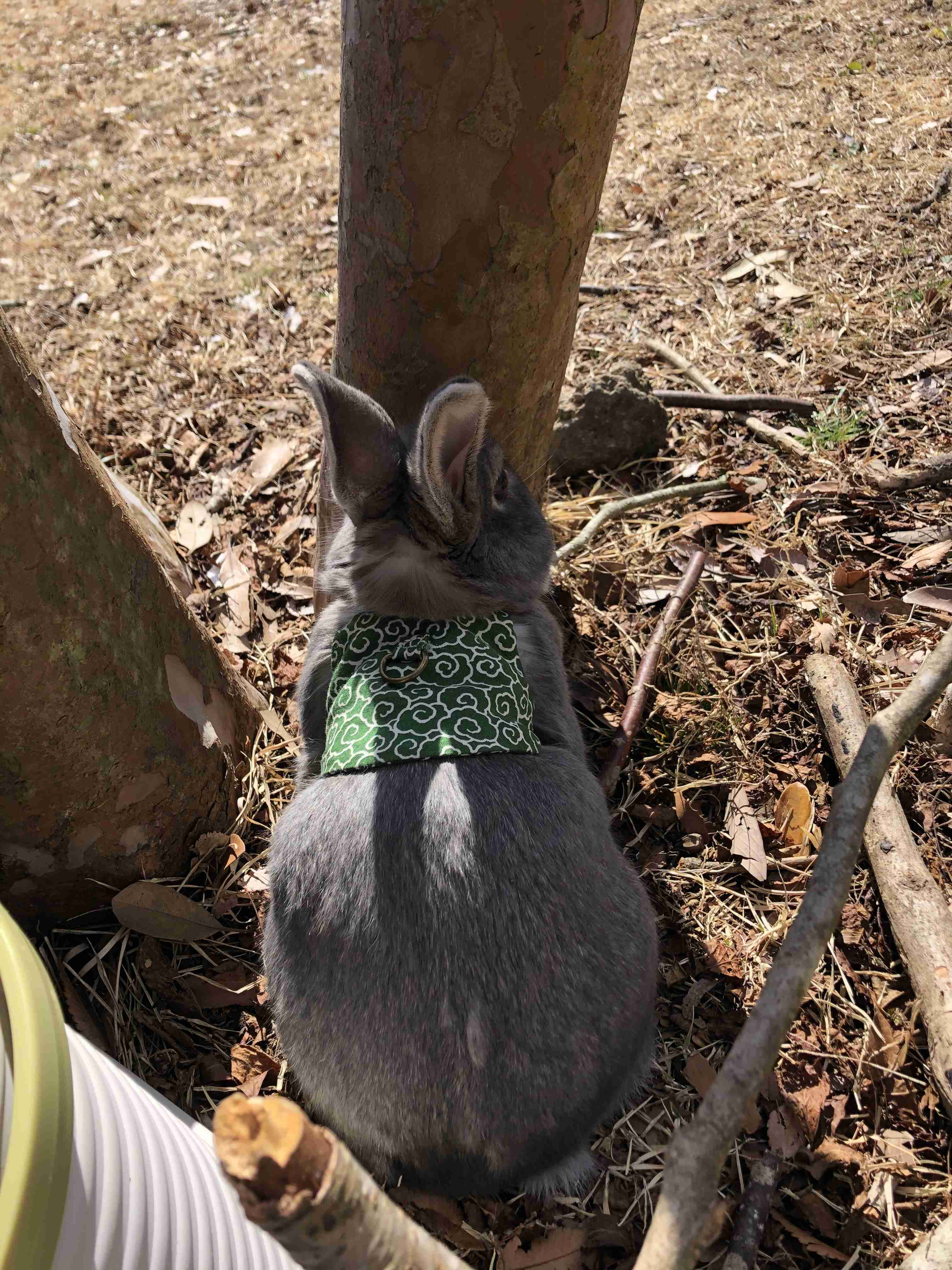 動物の画像だけで1000コメを目指すトピ Part2