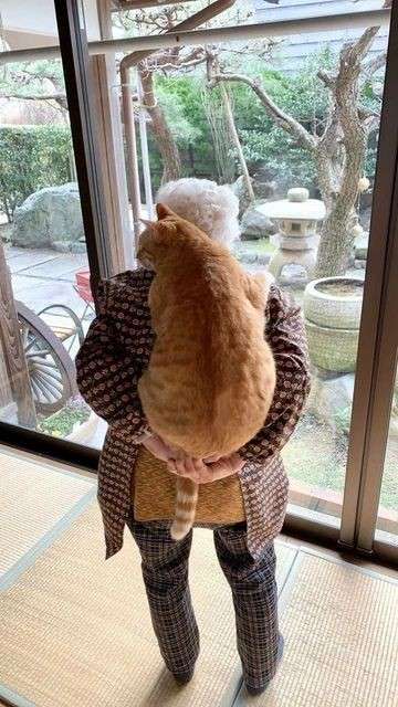 動物の画像だけで1000コメを目指すトピ Part2