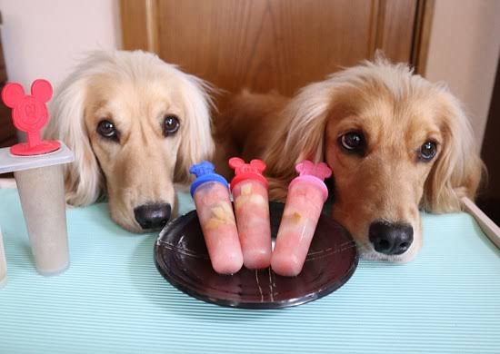 動物の画像だけで1000コメを目指すトピ Part2