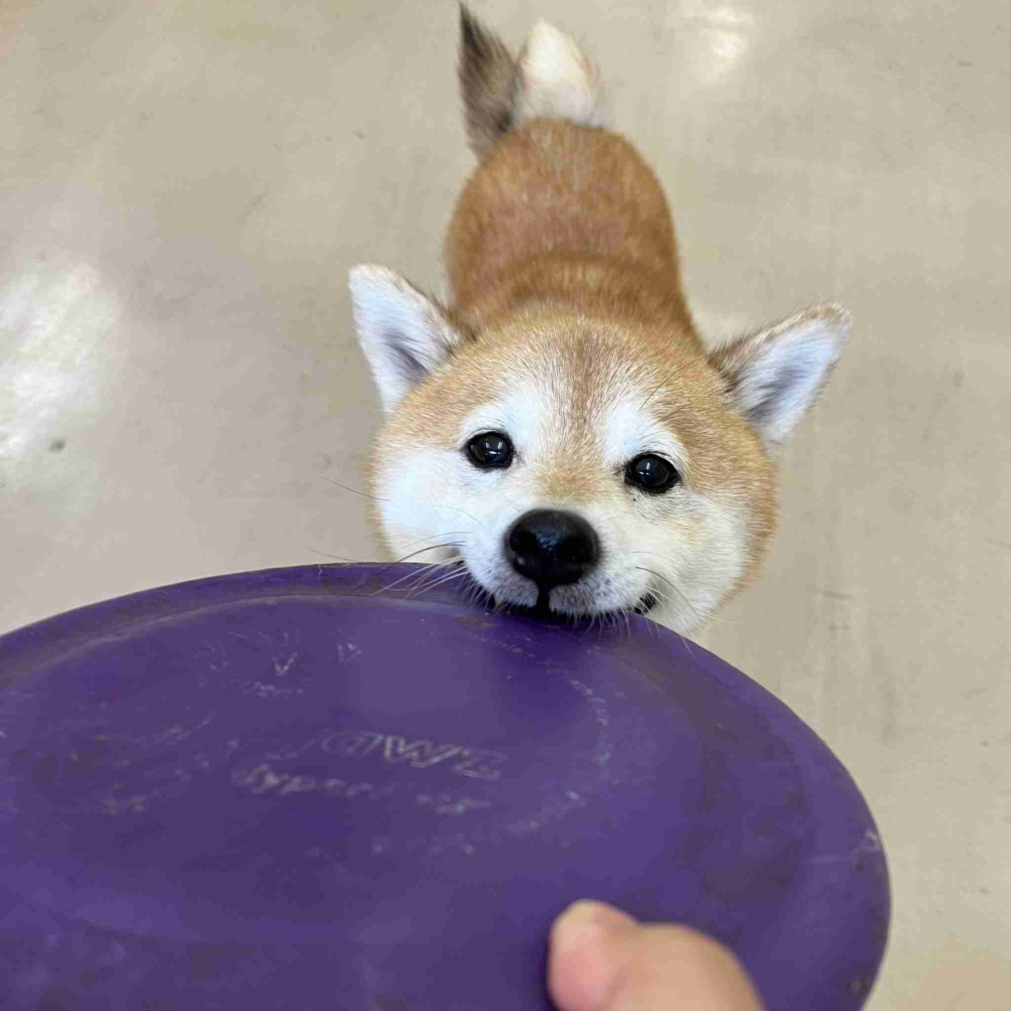 動物の画像だけで1000コメを目指すトピ Part2