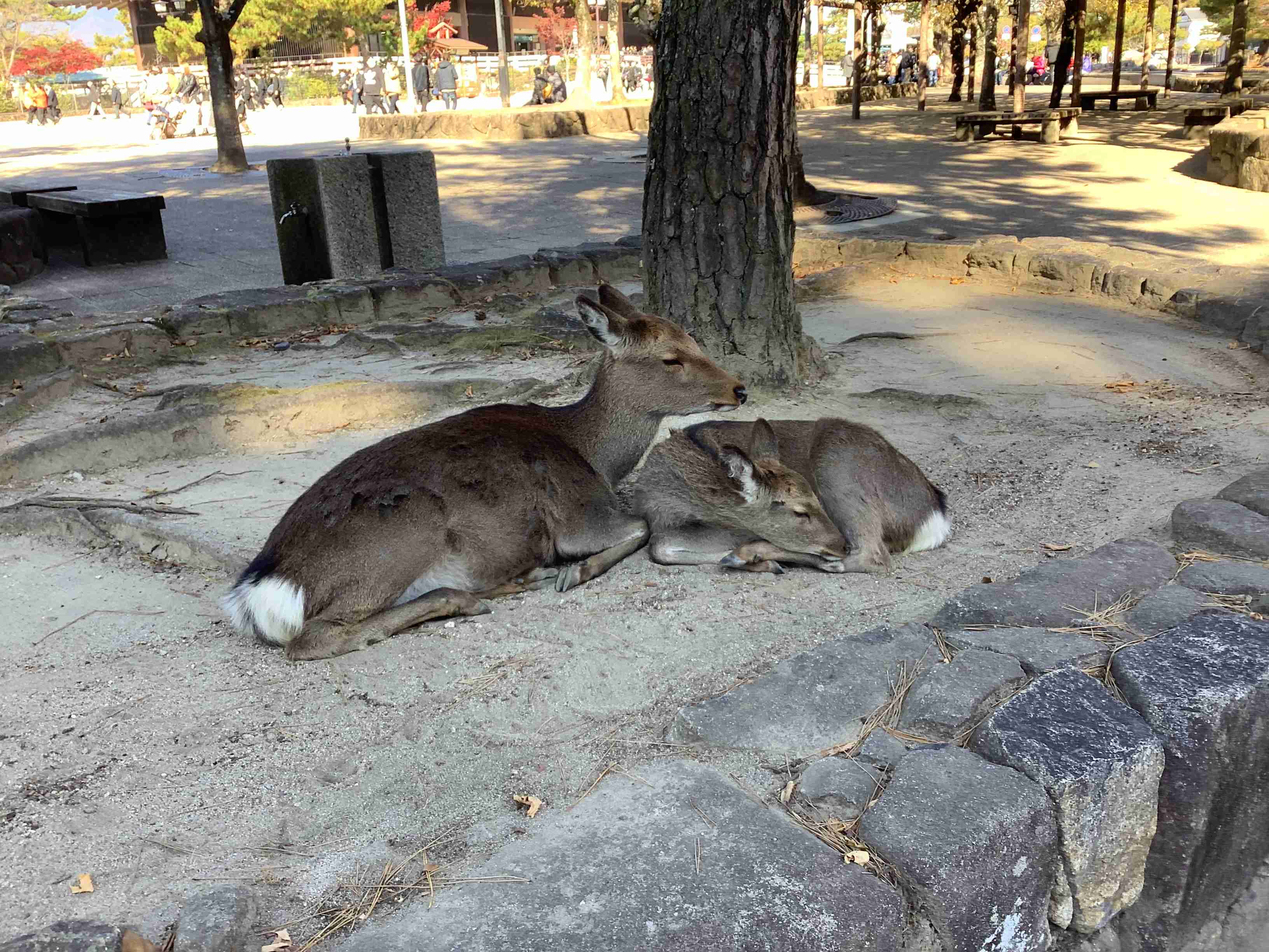 動物の画像だけで1000コメを目指すトピ Part2