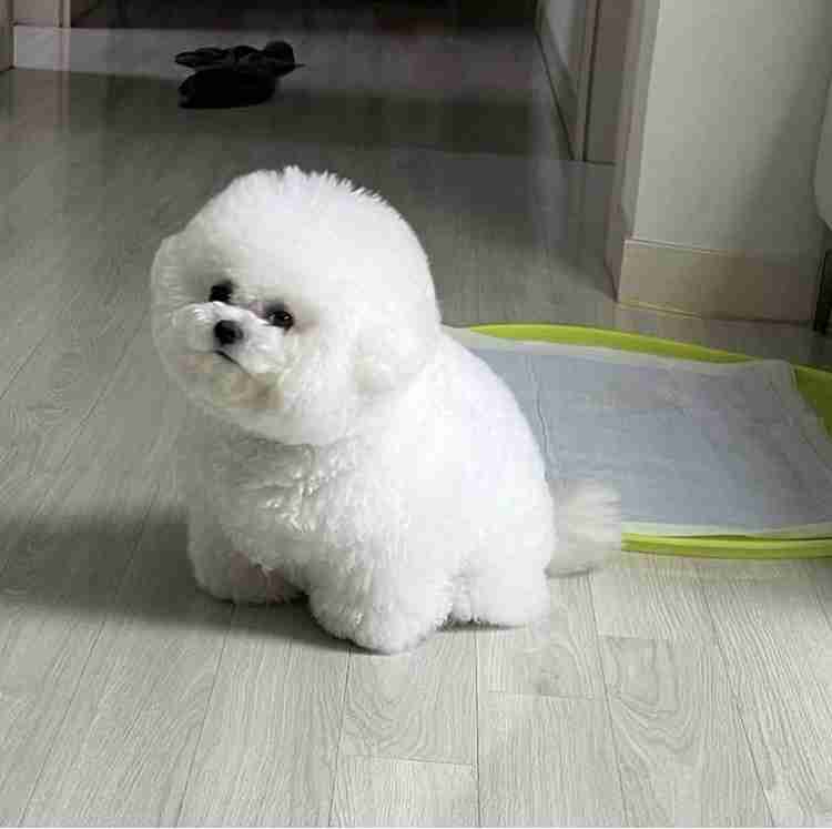 動物の画像だけで1000コメを目指すトピ Part2