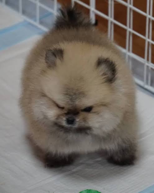 動物の画像だけで1000コメを目指すトピ Part2