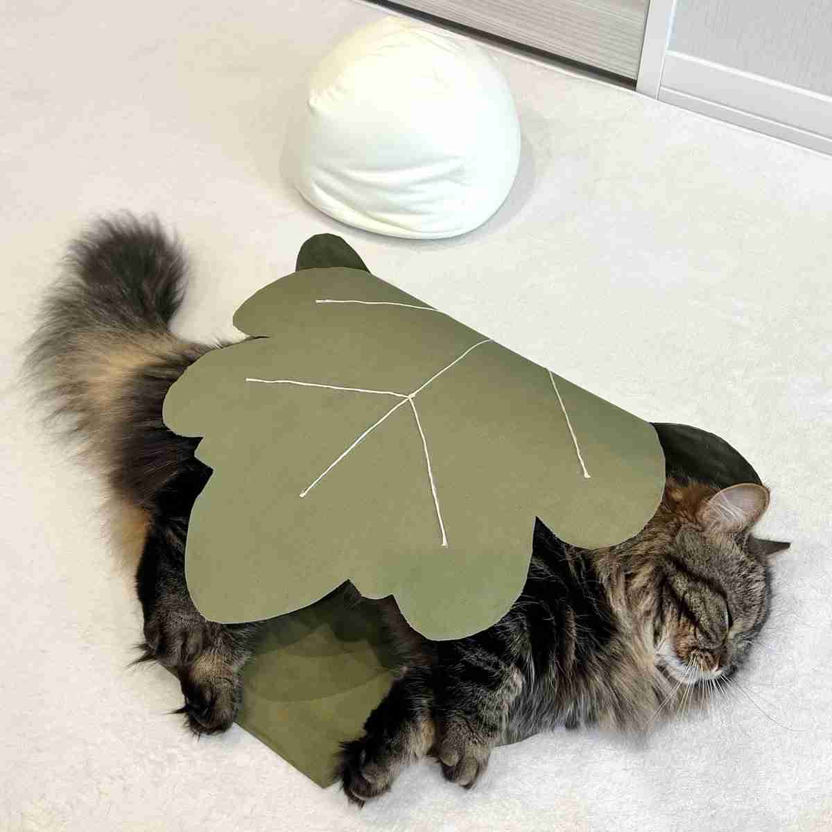 動物の画像だけで1000コメを目指すトピ Part2