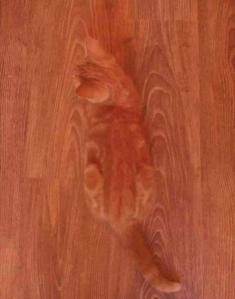 動物の画像だけで1000コメを目指すトピ Part2