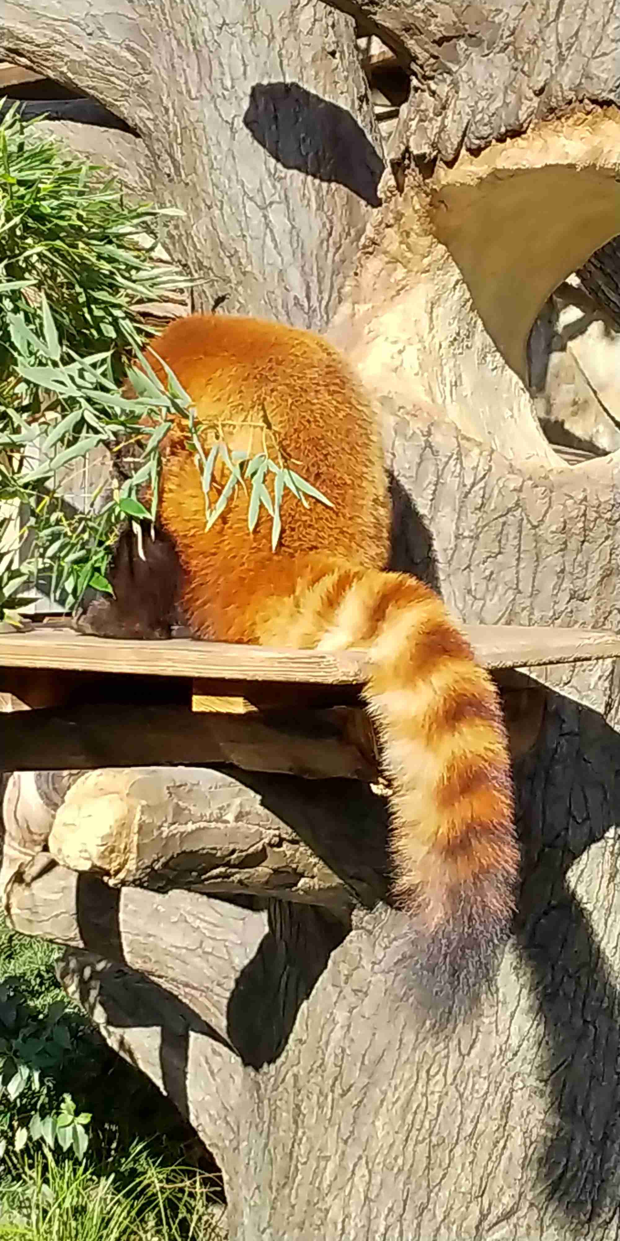 動物の画像だけで1000コメを目指すトピ Part2