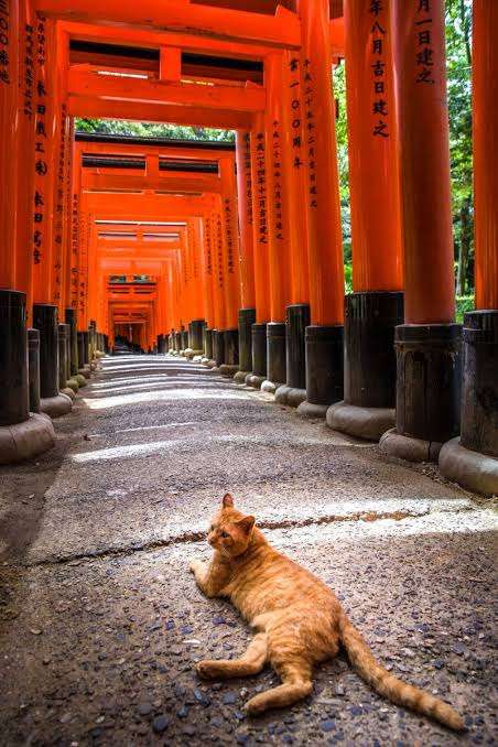 動物の画像だけで1000コメを目指すトピ Part2