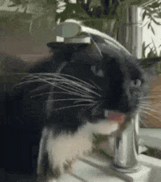 動物の画像だけで1000コメを目指すトピ Part2