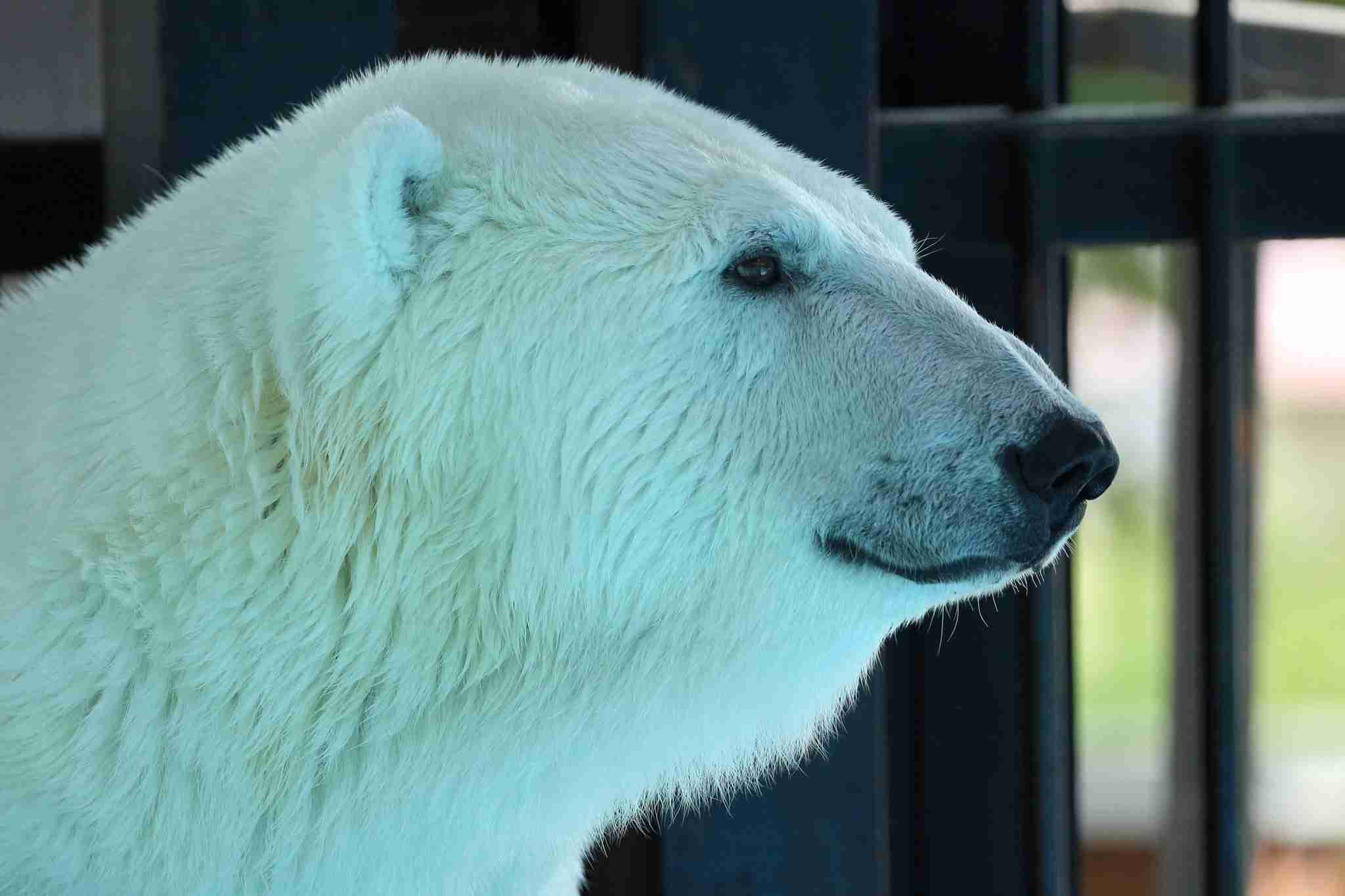 動物の画像だけで1000コメを目指すトピ Part2
