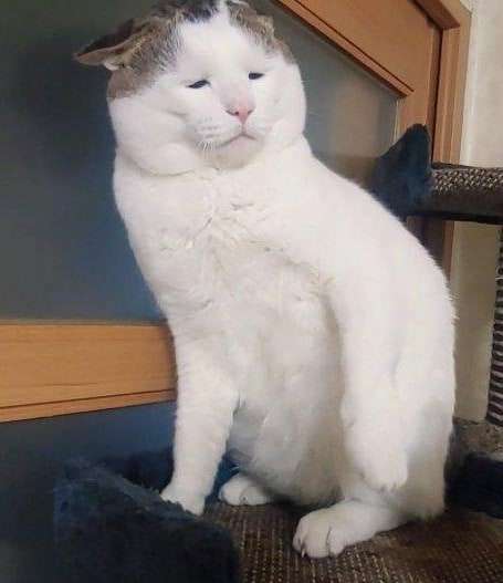 動物の画像だけで1000コメを目指すトピ Part2