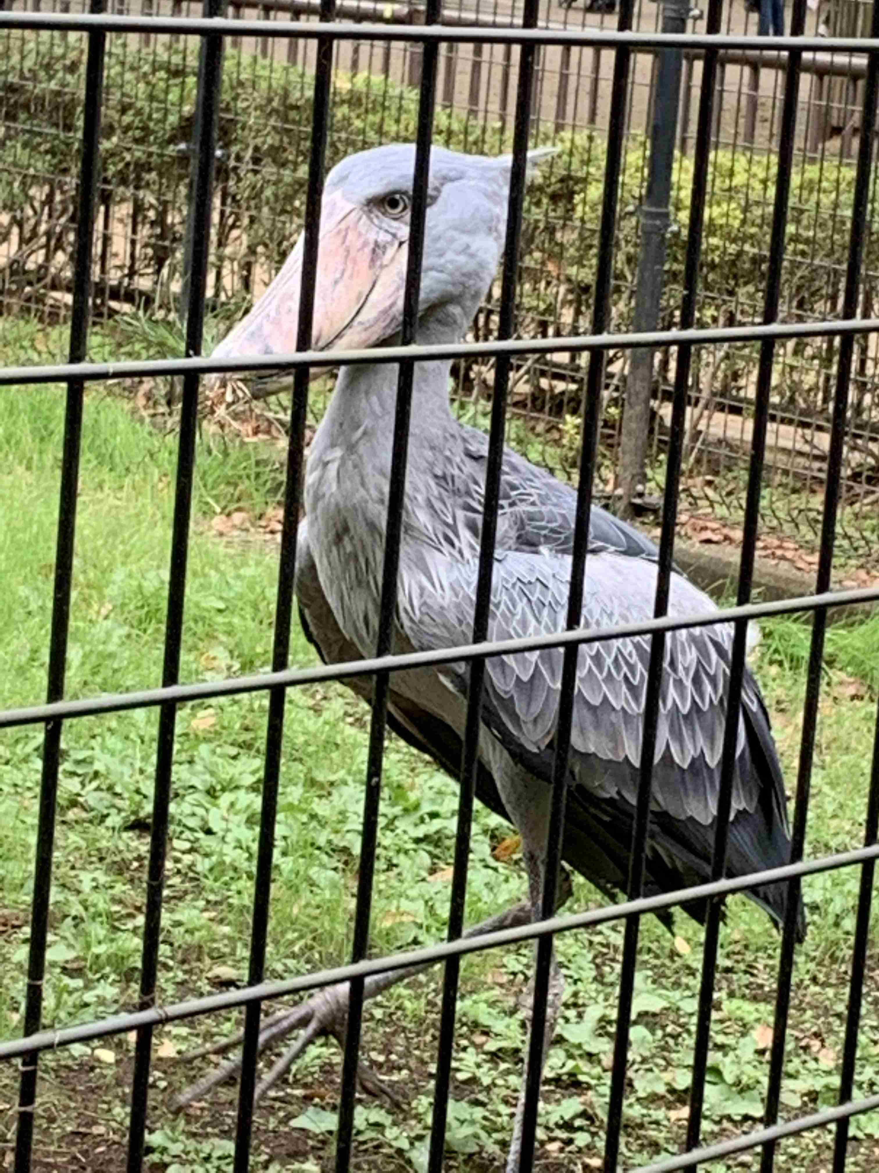 動物の画像だけで1000コメを目指すトピ Part2