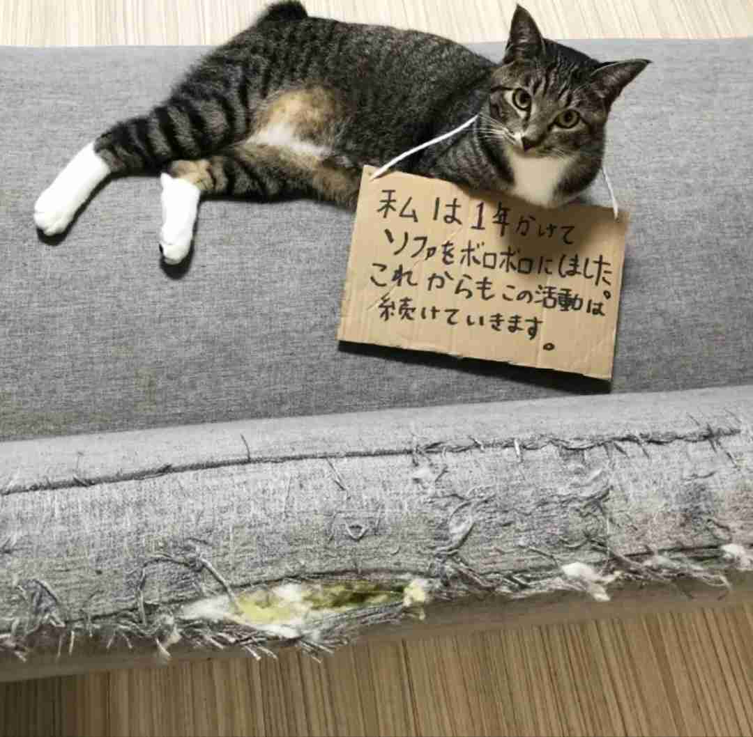 動物の画像だけで1000コメを目指すトピ Part2