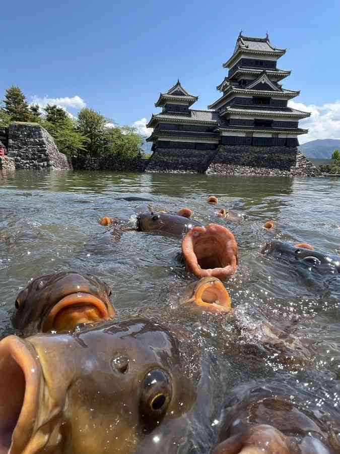 動物の画像だけで1000コメを目指すトピ Part2
