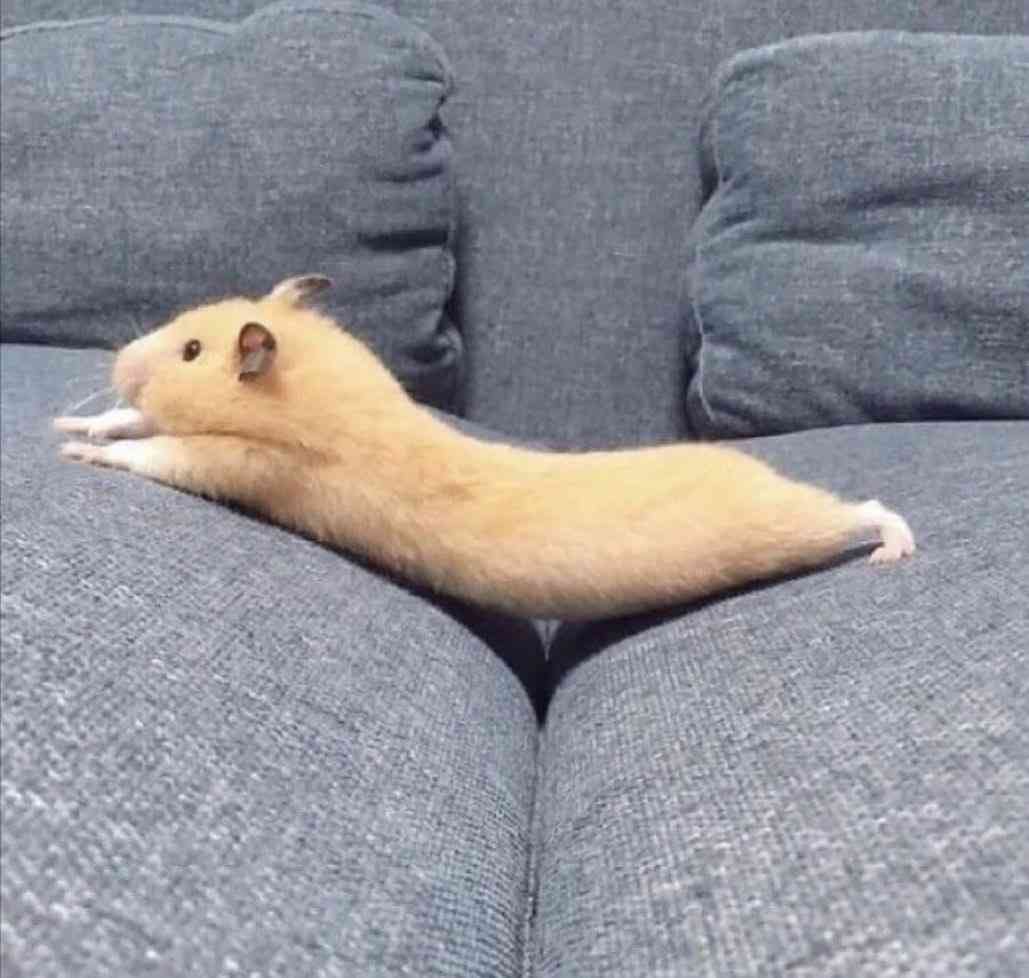 動物の画像だけで1000コメを目指すトピ Part2